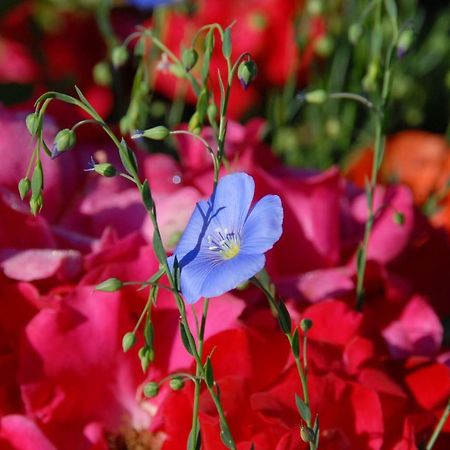 B+B Passifleur 델레몬트 외부 사진